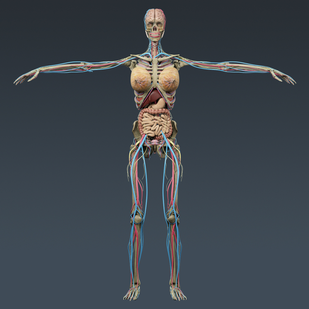 Human d. Электронная анатомия человека 3d. Костюм мышцы и скелет. 3d body.