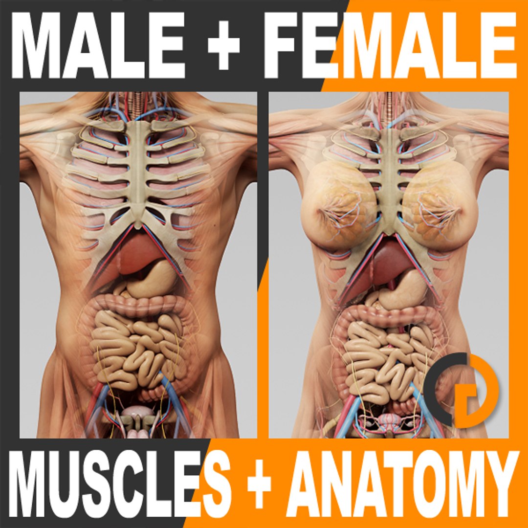 3d model of human male female anatomy https/p.turbosquid.