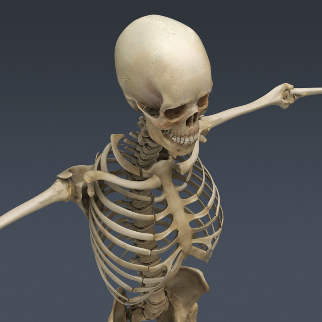 Три д скелет человека. Человеческий скелет. Скелет человека 3д модель. Скелет человека 3d. Человечий скелет.