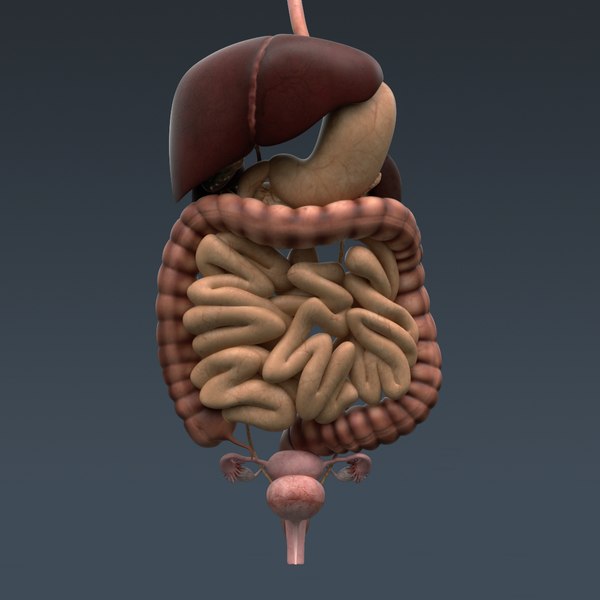 3d model of human male female anatomy