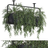 Plants collection 632