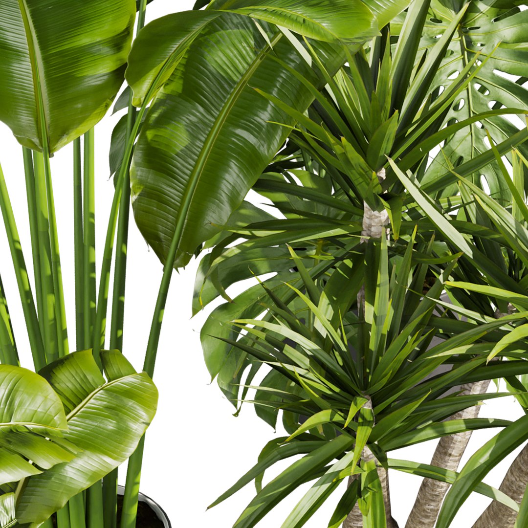 3D plant vol 766 - palm - banana - monstera model https://p.turbosquid.com/ts-thumb/wG/pLrCKQ/4A/3/jpg/1765741154/1920x1080/fit_q87/8cb0fbcb9cc1d326c9b67135038a5c7077dbcba8/3.jpg