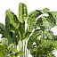 plant vol 766 - palm - banana - monstera