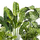plant vol 766 - palm - banana - monstera