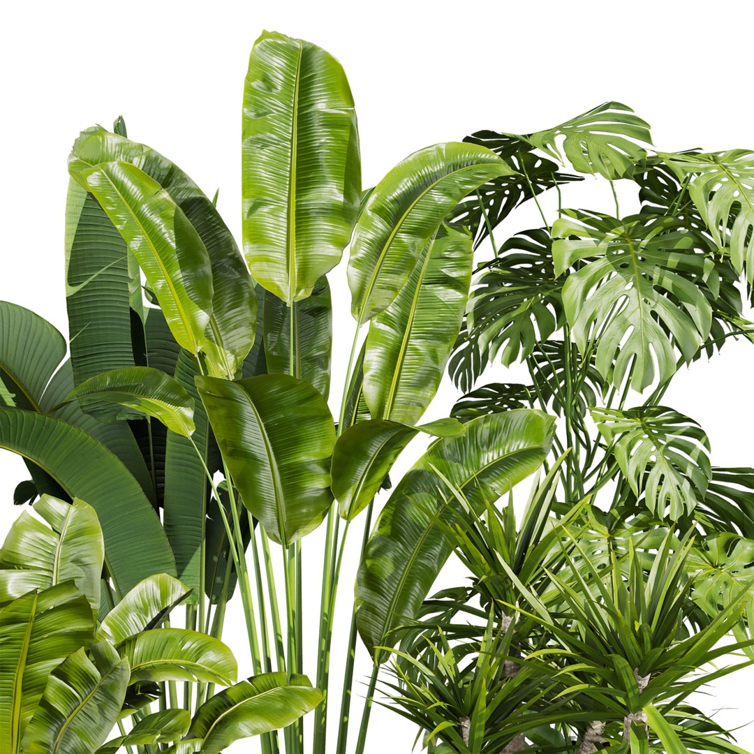 Ultimate Plant Collection – 42 High-Quality 3D Plant Models 3D https://p.turbosquid.com/ts-thumb/wG/pLrCKQ/HX/2/jpg/1765741587/1920x1080/fit_q87/ee46b8a4c40e1e147fa329630e76ce36d3be5b76/2.jpg