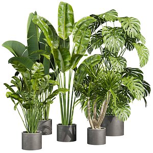 3D plant vol 766 - palm - banana - monstera model