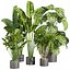 plant vol 766 - palm - banana - monstera