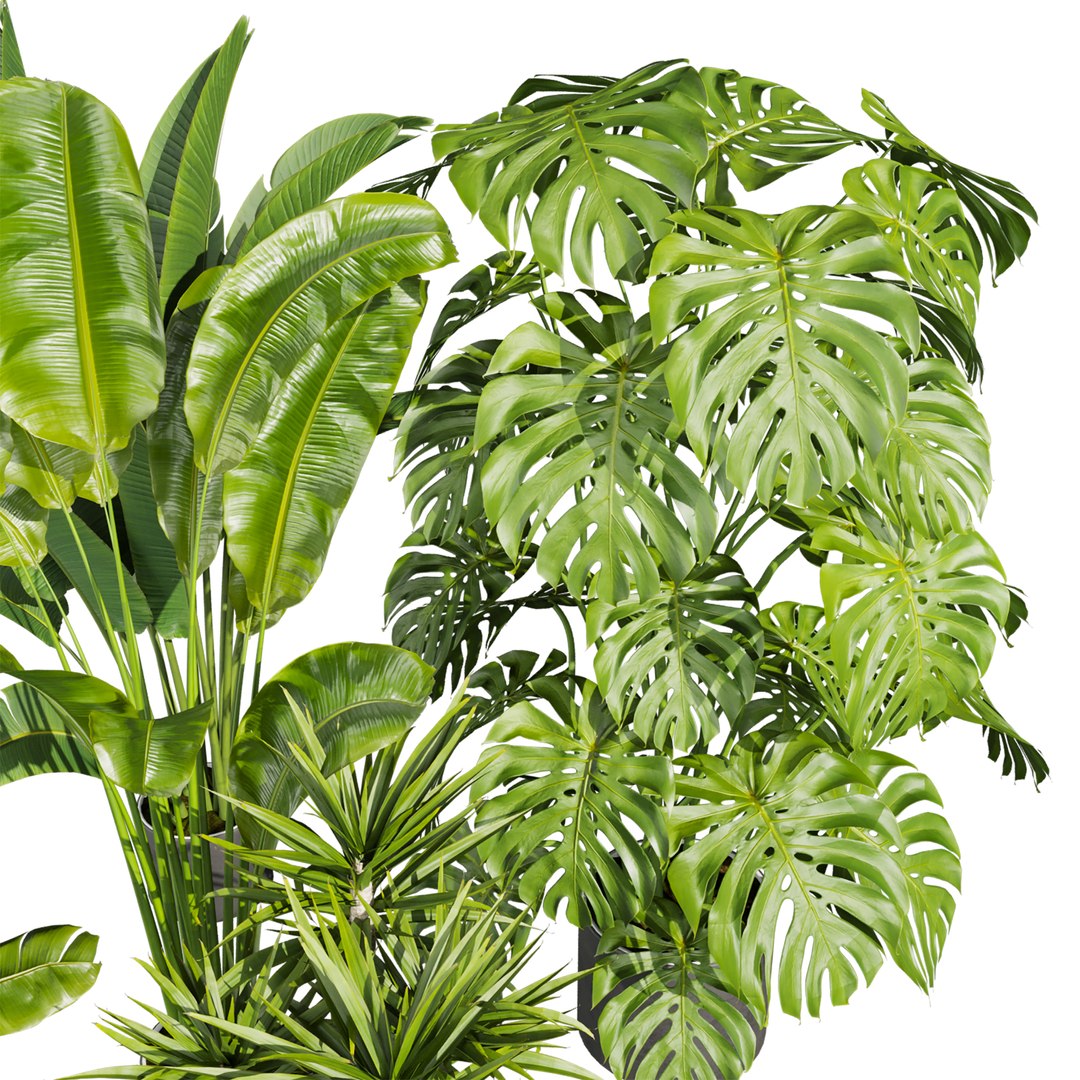3D plant vol 766 - palm - banana - monstera model https://p.turbosquid.com/ts-thumb/wG/pLrCKQ/ja/5/jpg/1765741156/1920x1080/fit_q87/e452affafcebdbac3429d9ccbcd63aa1e741e680/5.jpg