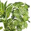 plant vol 766 - palm - banana - monstera