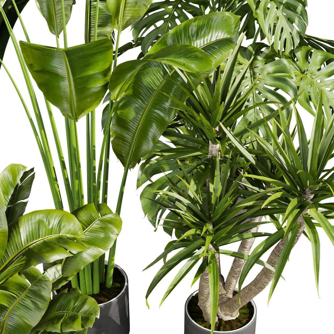 3D plant vol 766 - palm - banana - monstera model https://p.turbosquid.com/ts-thumb/wG/pLrCKQ/zu/4/jpg/1765741155/1920x1080/fit_q87/900c1a26ed1b4589fbc4691c236c99aefd00a5ca/4.jpg