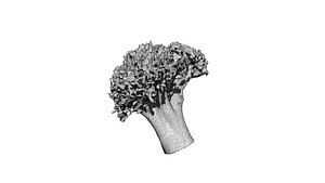 broccoli  cut 3D CT scan model 6 decimate 50percent model
