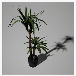 Yucca Plant model