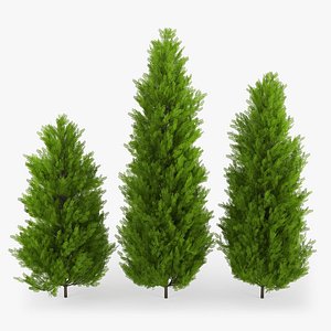 Thuja