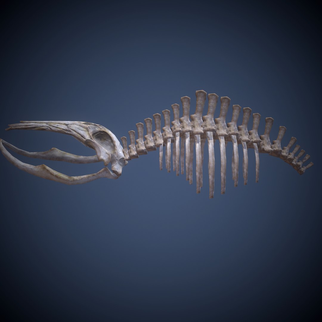 Whale Skeleton 3d X