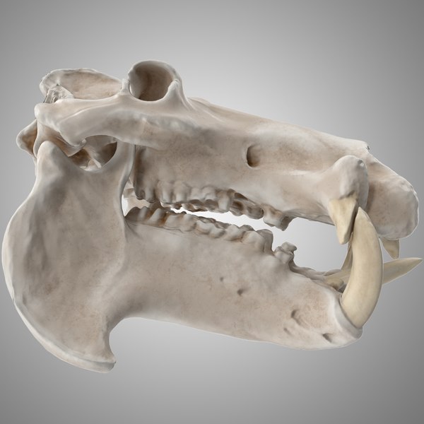 カバの頭蓋骨3Dモデル - TurboSquid 1212492