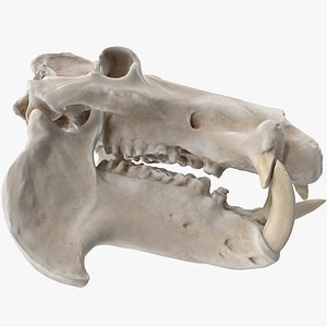 hippopotamus skull 3D model