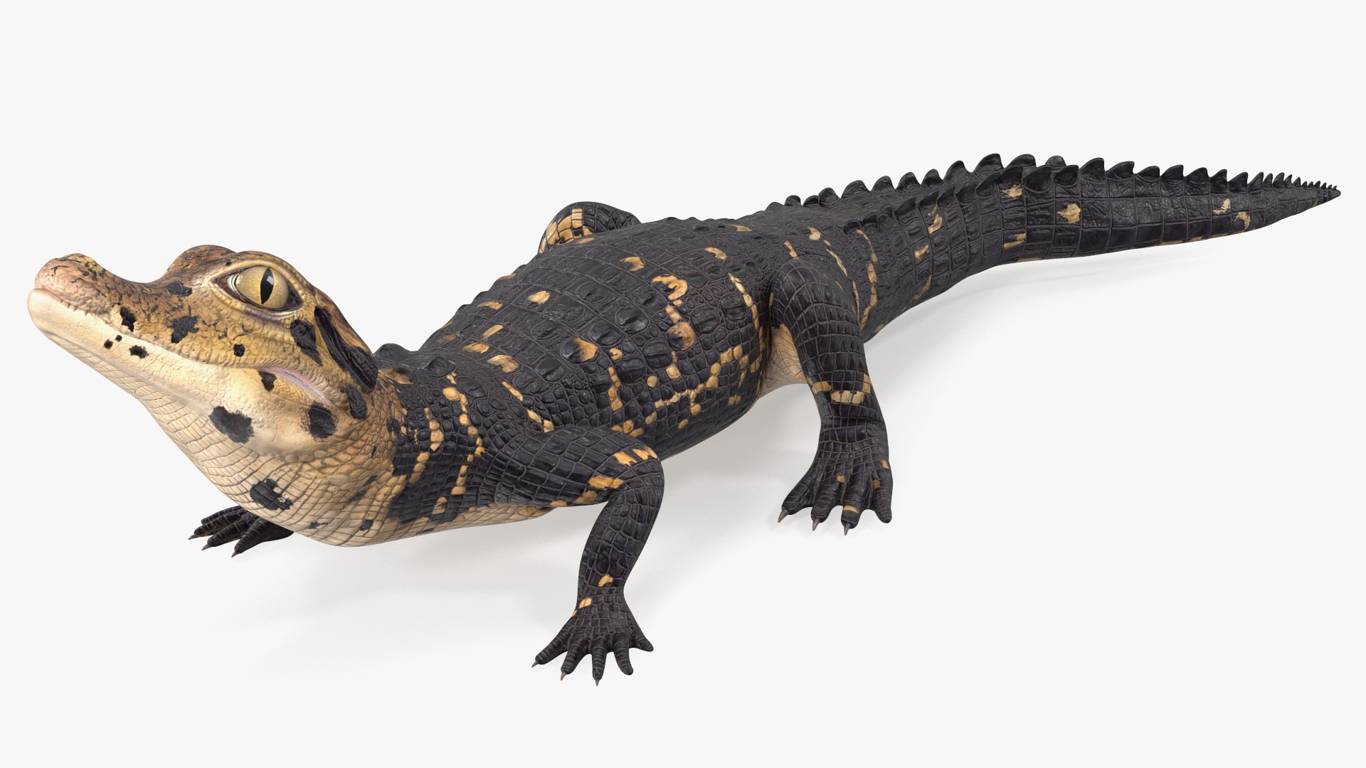 Black Caiman Baby Looks Up 3D model preview