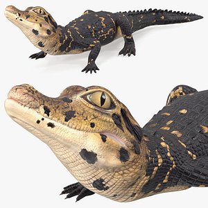 Black Caiman Baby Looks Up