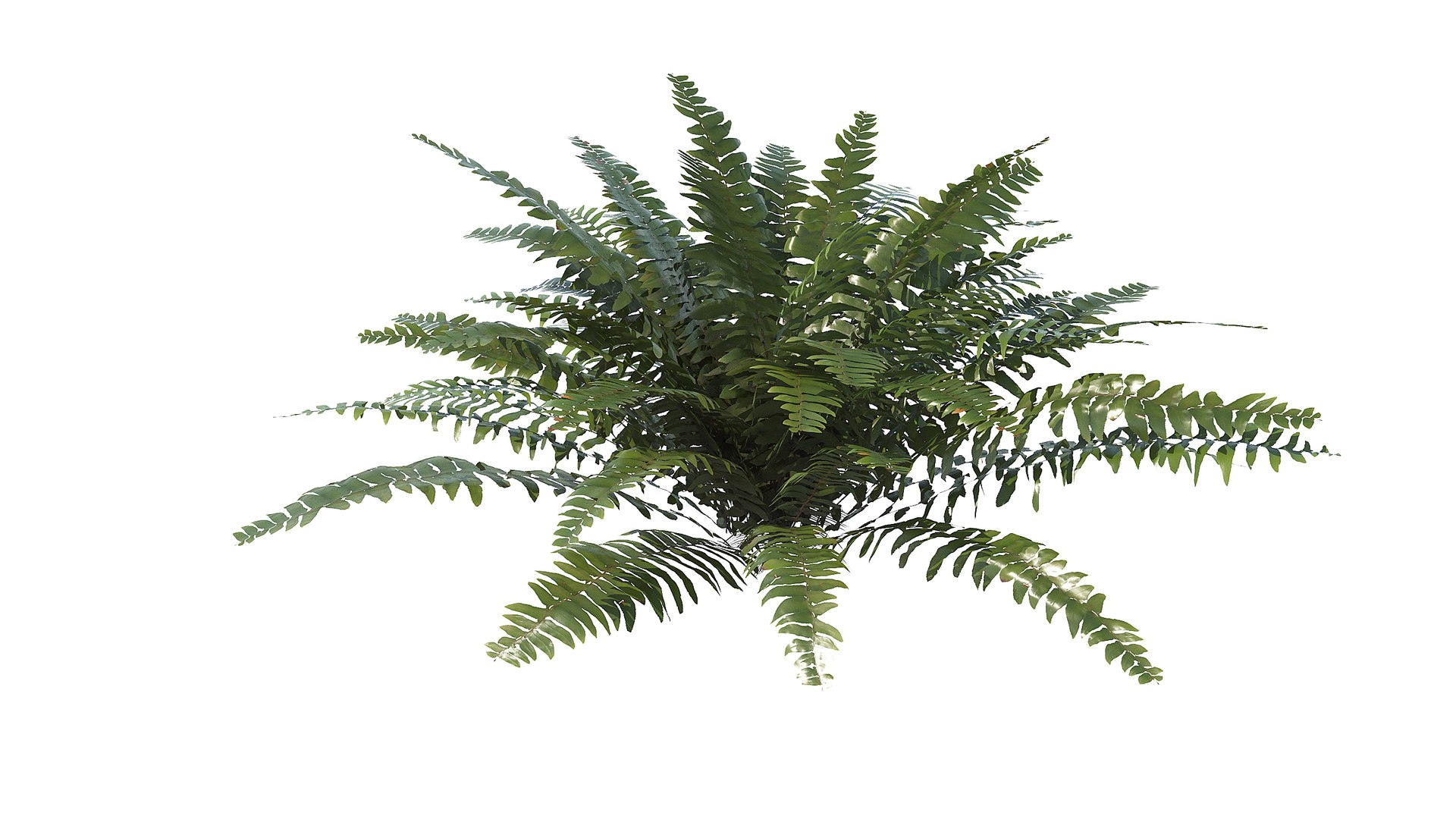 3D Model Sword Fern 01 Animated - TurboSquid 2414602