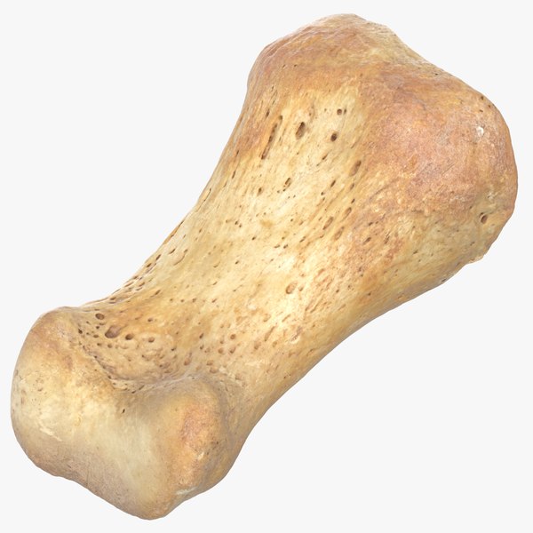 modelo 3d Hueso de falange proximal real del dedo gordo 01 - TurboSquid ...