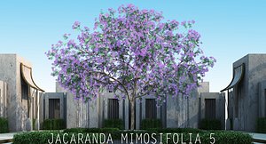 JACARANDA MIMOSIFOLIA 5