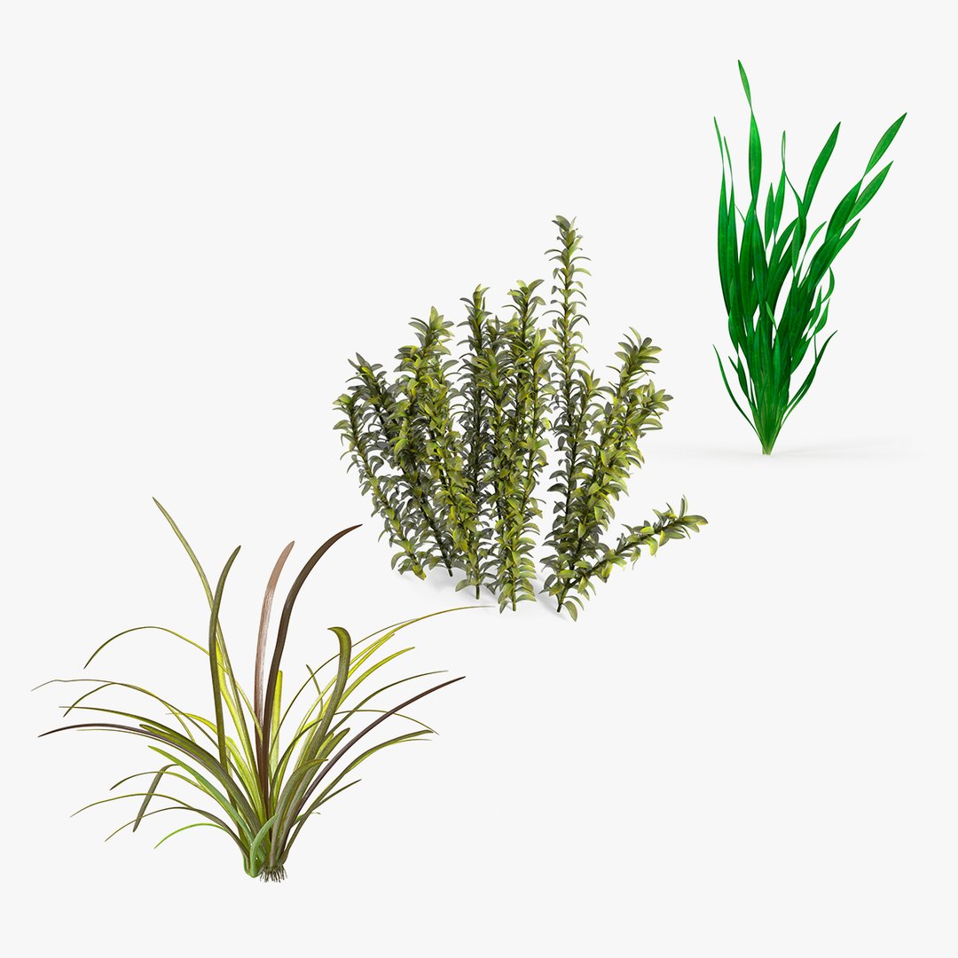 Aquarium Plants Collection 3D model preview