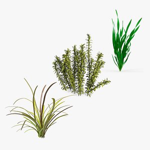Aquarium Plants Collection