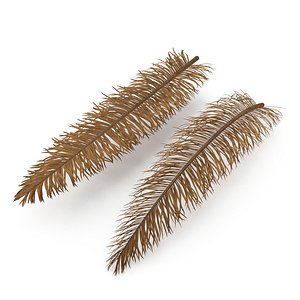 3D Dry palm branch model