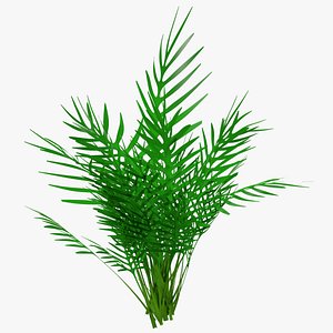 3D howea forsteriana
