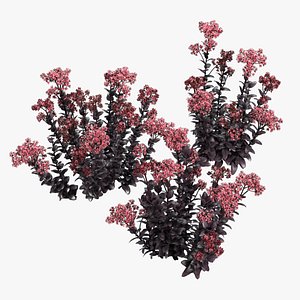 Sedum purple emperor