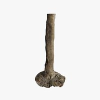 Anydrafts Cinnamomum burmannii Trunk 41