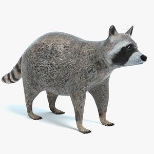 raccoon coon 3D model