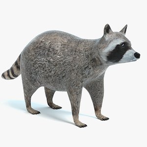 Raccoon