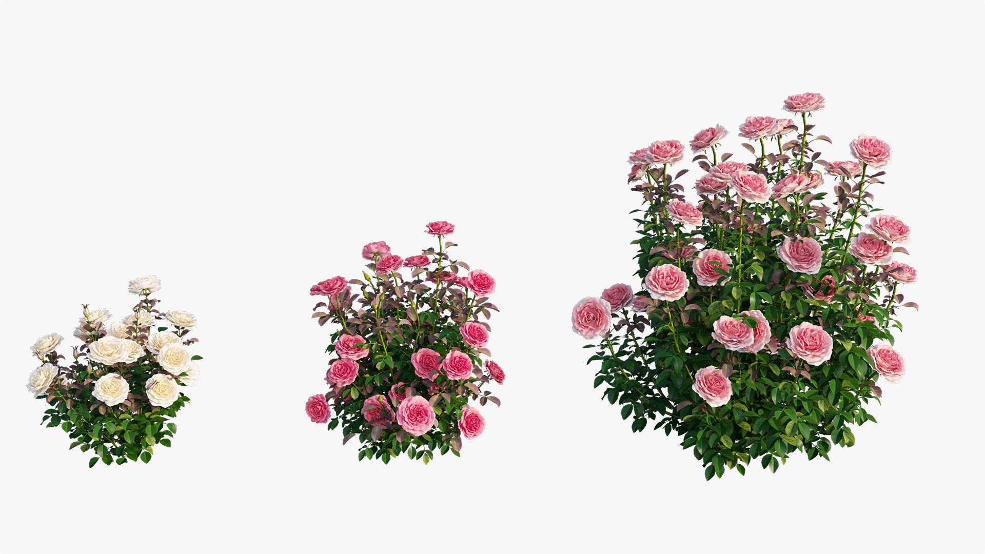 3D model rose plant set 21 https://p.turbosquid.com/ts-thumb/wH/tPO5Pe/0kY4vK91/11/jpg/1603599616/1920x1080/fit_q87/db04b8737236d5bc40a2ab0fec2ef95cd1c378c5/11.jpg