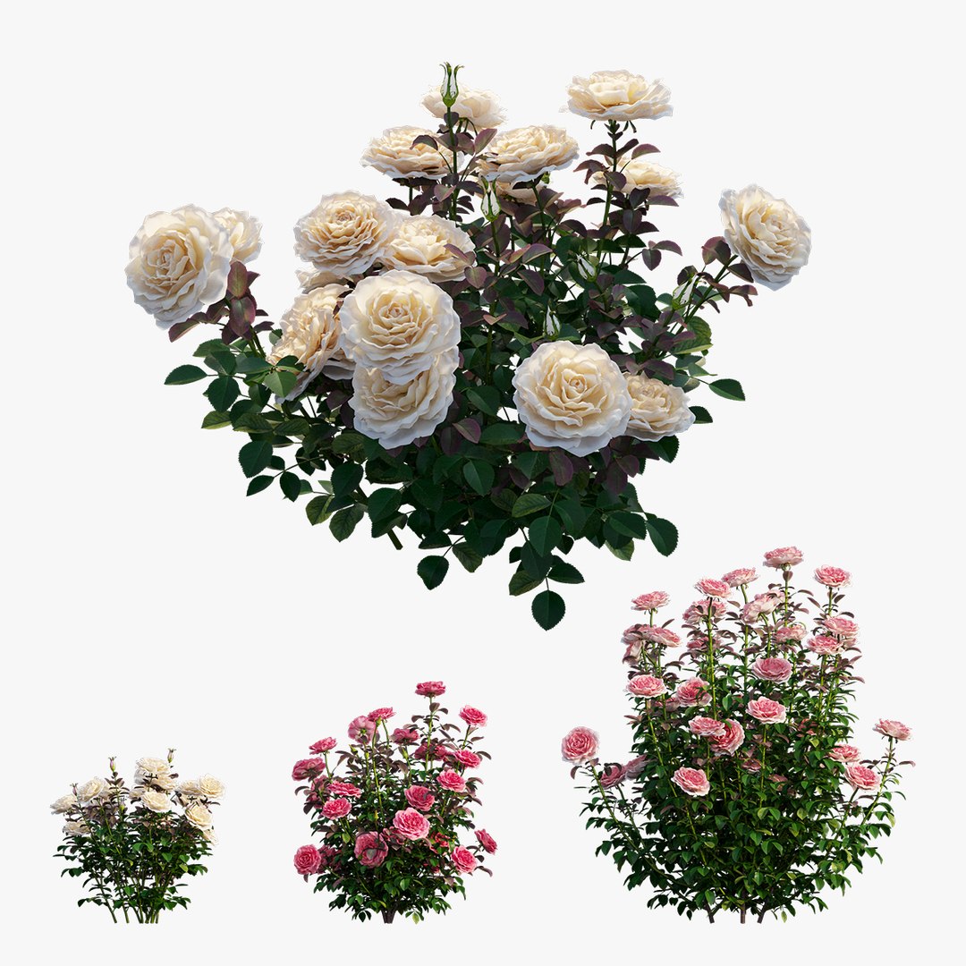 3D model rose plant set 21 https://p.turbosquid.com/ts-thumb/wH/tPO5Pe/3hgobfnJ/3/jpg/1603599614/1920x1080/fit_q87/daefd752884f59d6e02c4be05c8d9579dcea29b7/3.jpg