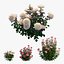 Conjunto de plantas de rosas 21