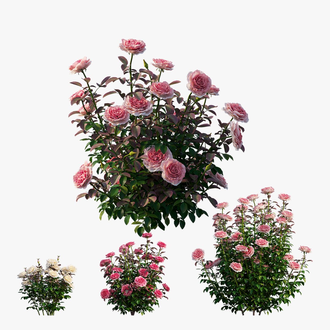 3D model rose plant set 21 https://p.turbosquid.com/ts-thumb/wH/tPO5Pe/48UJfm4Z/5/jpg/1603599615/1920x1080/fit_q87/2bfa8e2f61d18f3f77765ab630a7f07730034807/5.jpg