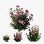 Conjunto de plantas de rosas 21