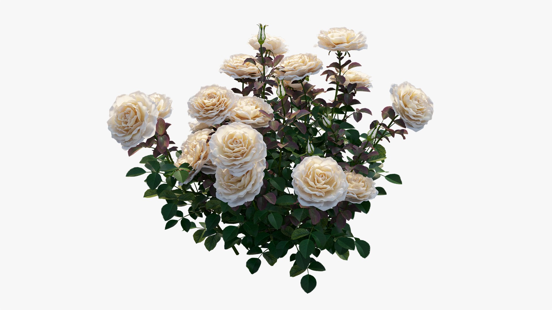 3D model rose plant set 21 https://p.turbosquid.com/ts-thumb/wH/tPO5Pe/4GDAYZ7J/17/jpg/1603599617/1920x1080/fit_q87/f8d2e35eedd3258b7e11d452a20d868a467e63f2/17.jpg