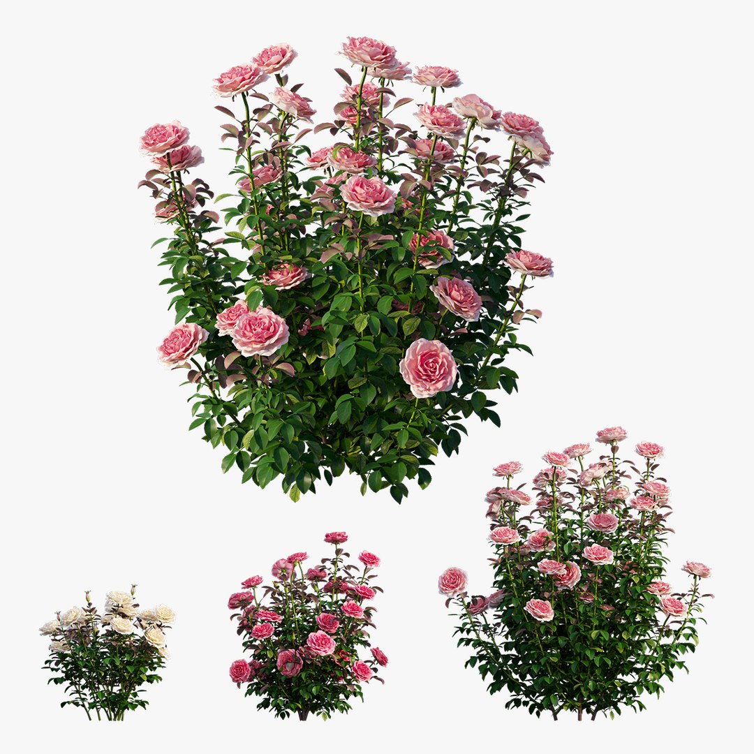 3D model rose plant set 21 https://p.turbosquid.com/ts-thumb/wH/tPO5Pe/B07n8Uow/4/jpg/1603599614/1920x1080/fit_q87/a8f45a9d7f53dc6d5464992e54de56cf79f30654/4.jpg