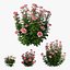 Conjunto de plantas de rosas 21