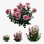 Conjunto de plantas de rosas 21