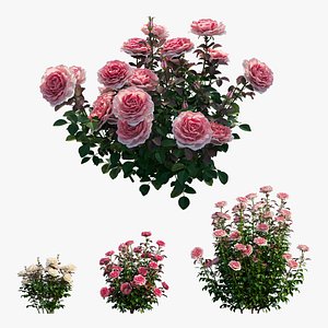 Rose plant set 211