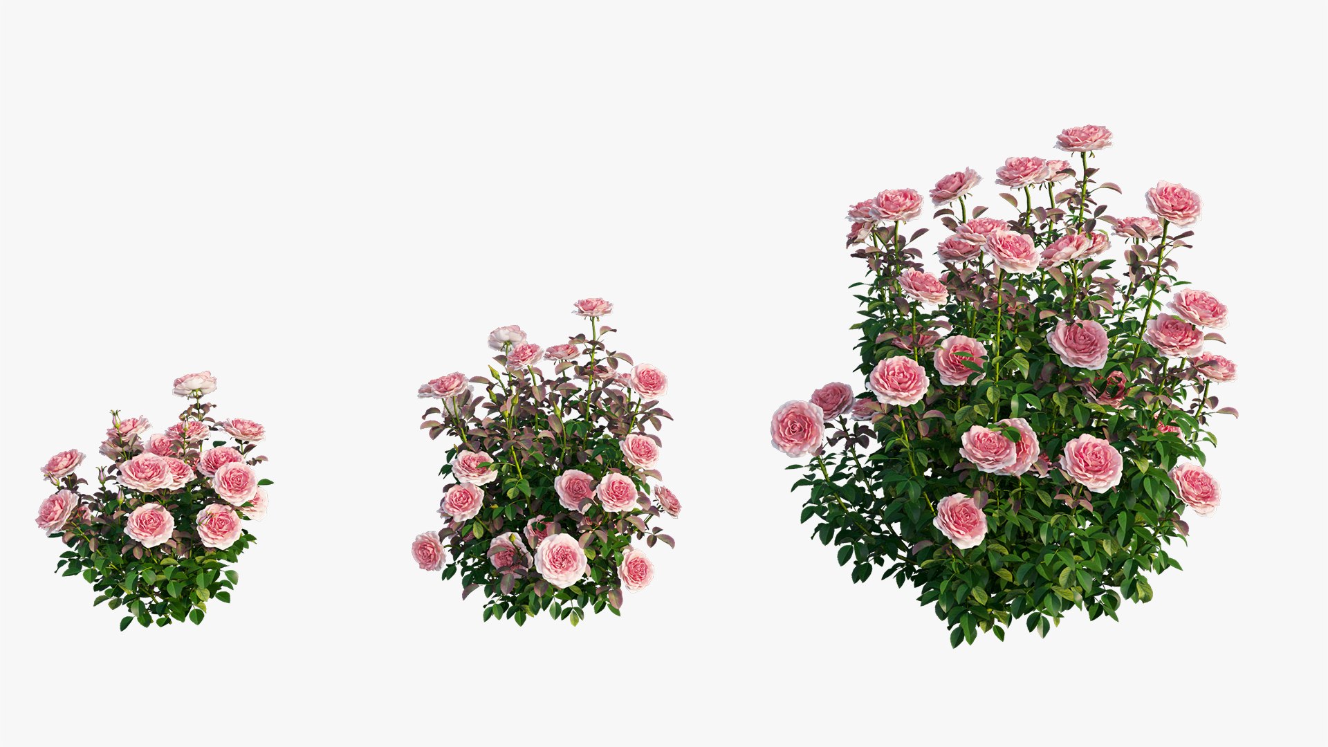 3D model rose plant set 21 https://p.turbosquid.com/ts-thumb/wH/tPO5Pe/JKTWR8Nn/10/jpg/1603599615/1920x1080/fit_q87/509478d093d17dc1e02bbdb84c19cce31c019cbb/10.jpg