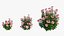 Conjunto de plantas de rosas 21