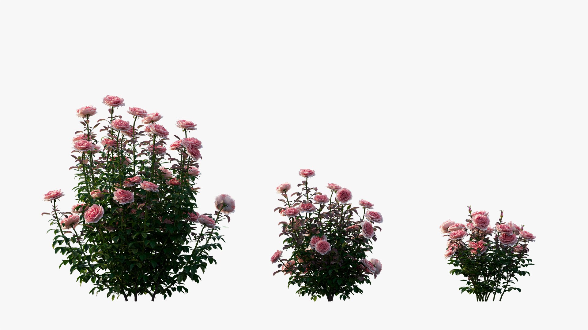 3D model rose plant set 21 https://p.turbosquid.com/ts-thumb/wH/tPO5Pe/PiBYTgac/7/jpg/1603599615/1920x1080/fit_q87/66beac19f8d9593095d4a2cc84e65ce920e37688/7.jpg