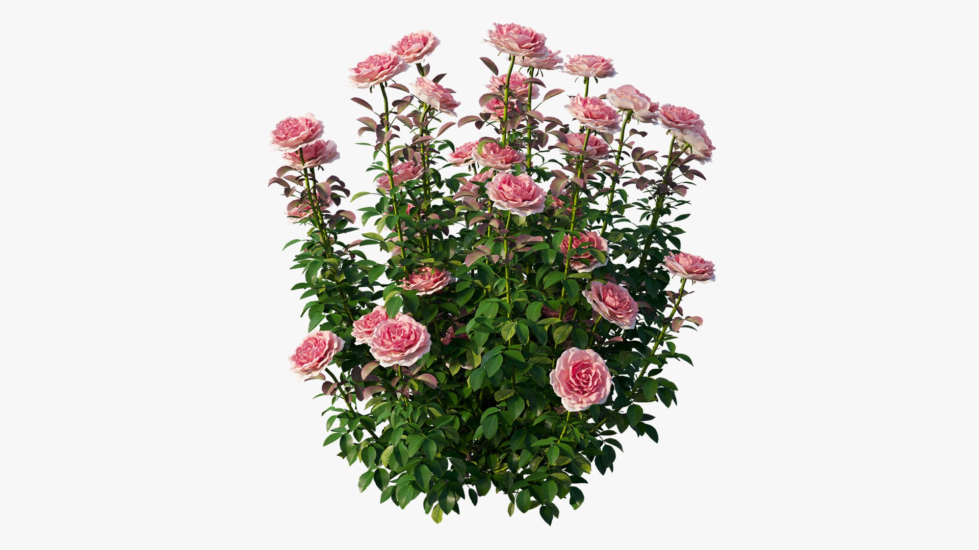 3D model rose plant set 21 https://p.turbosquid.com/ts-thumb/wH/tPO5Pe/ai7887CS/20/jpg/1603599618/1920x1080/fit_q87/631f7e02ae7b59d720bccca2beb436334be8bb4d/20.jpg