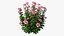 Conjunto de plantas de rosas 21