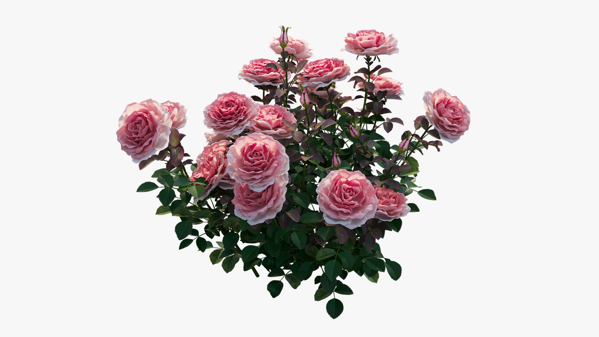 3D model rose plant set 21 https://p.turbosquid.com/ts-thumb/wH/tPO5Pe/bbnhOFXu/18/jpg/1603599618/1920x1080/fit_q87/2232562ea2d2c1b940d2e62c5940b6238aae5926/18.jpg