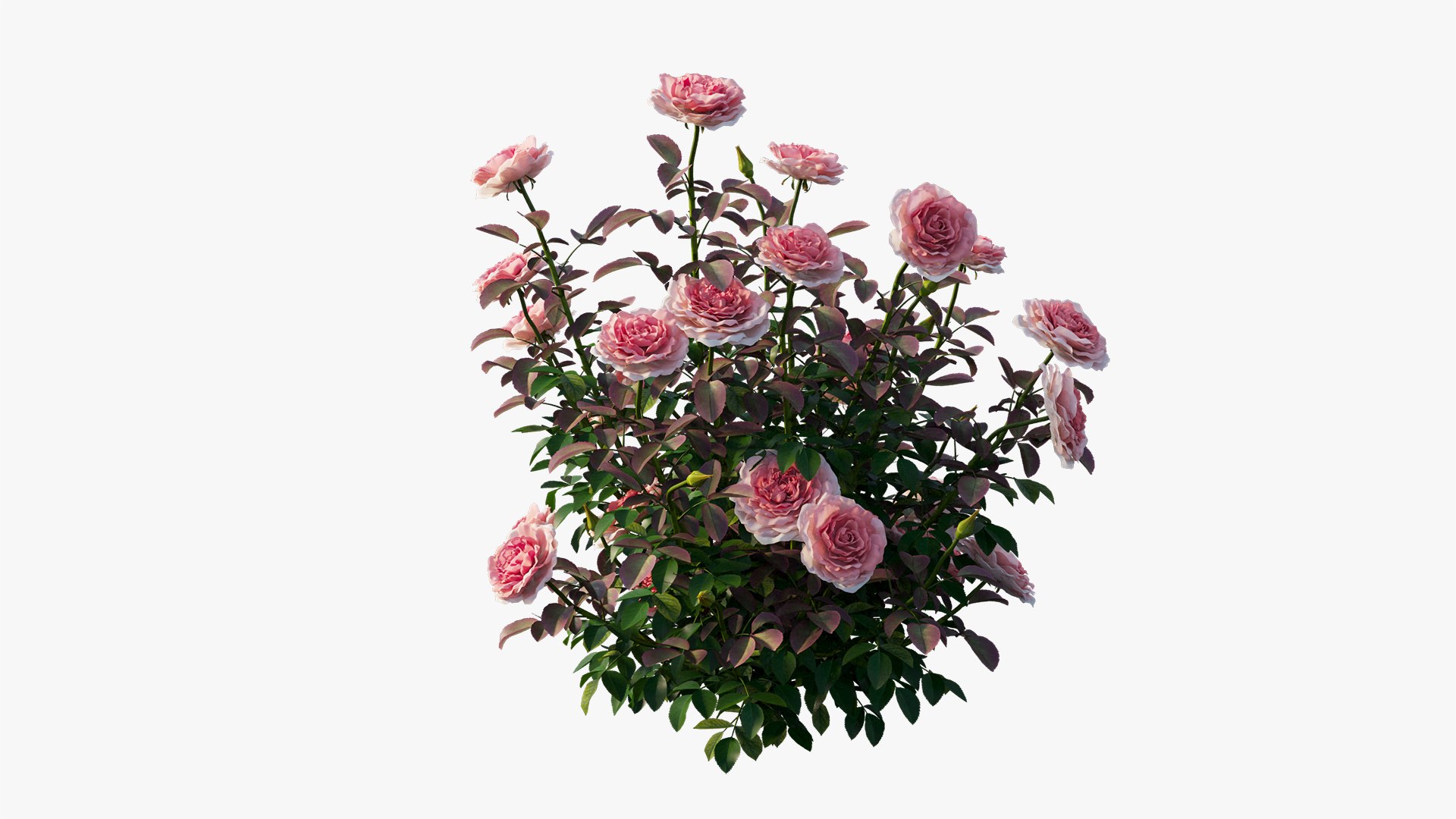 3D model rose plant set 21 https://p.turbosquid.com/ts-thumb/wH/tPO5Pe/q8lkQZxl/19/jpg/1603599618/1920x1080/fit_q87/a6908770b496c1e28934fb5629ae38bfb0b10f98/19.jpg